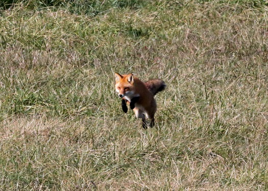 hunting fox.small.houliston