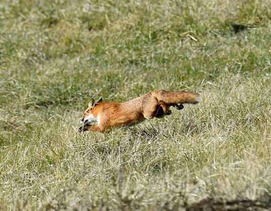 piedmont fox