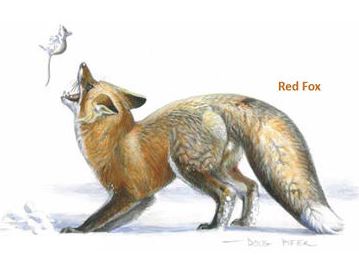 red fox.pifer