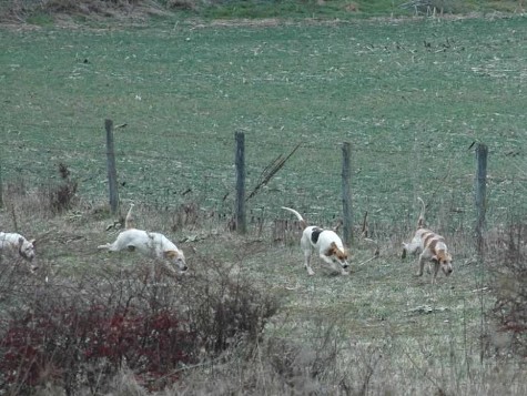 rolling hills.hounds.kleck