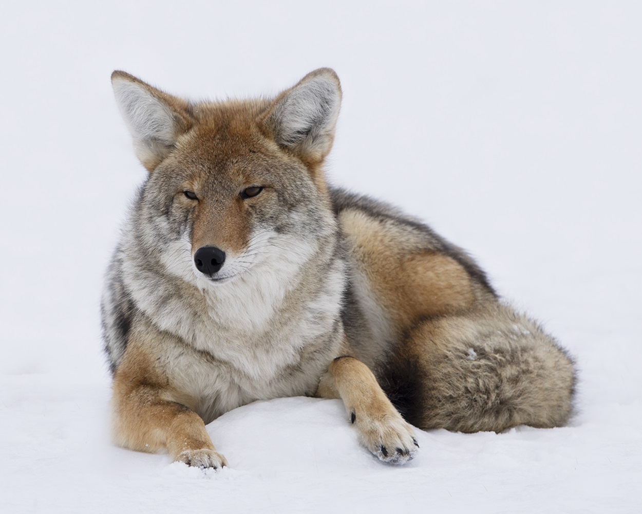 Coyote_MCR-069_2X0A9056.tiff