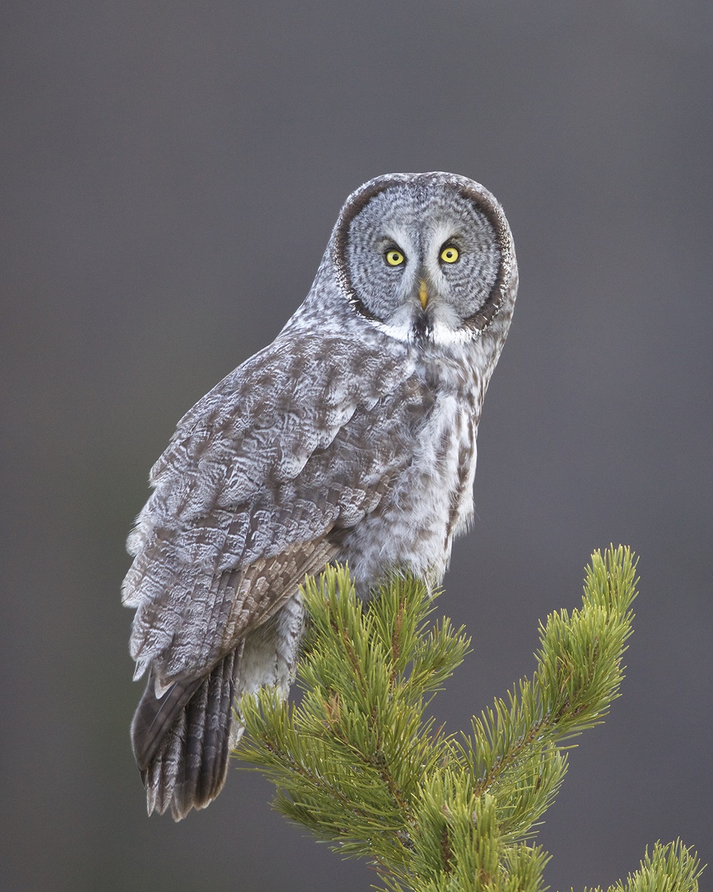 Great Gray Owl_MCR-100_IMG_4904.tiff