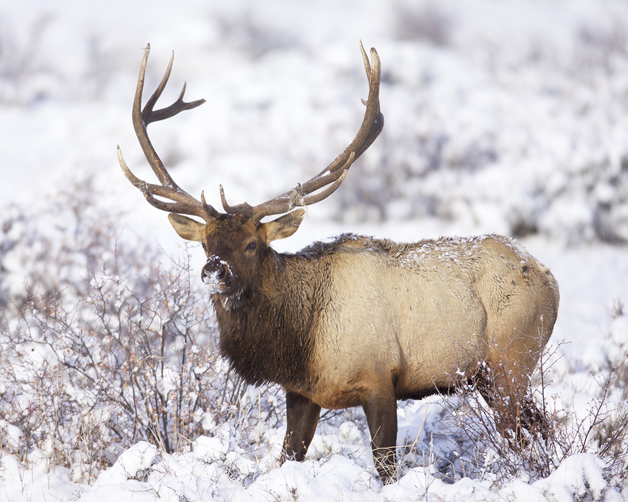 North American Elk_MCR-073_IMG_4868.tiff