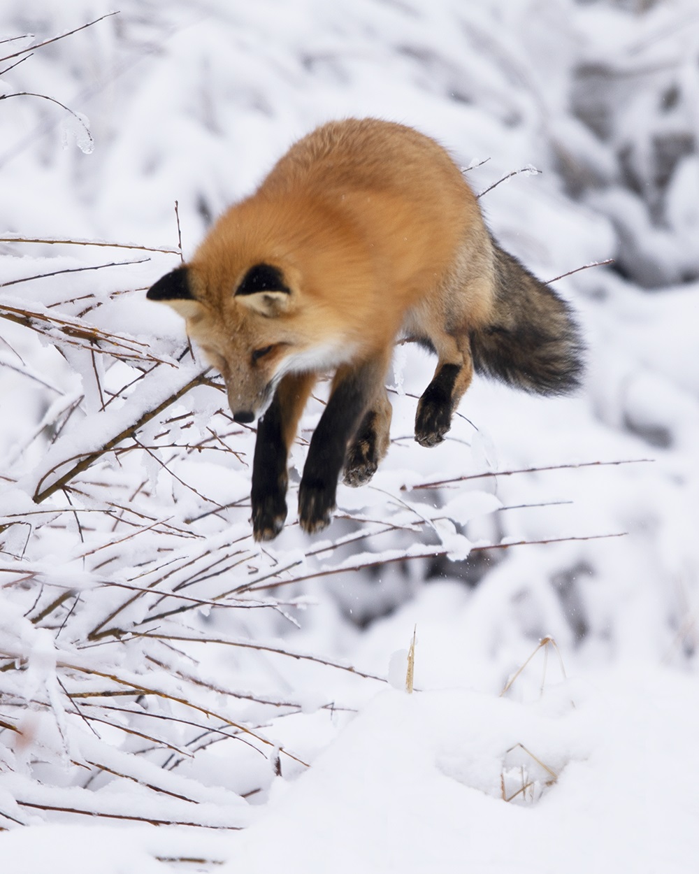 Red Fox_MCR-215_2X0A9217.tiff