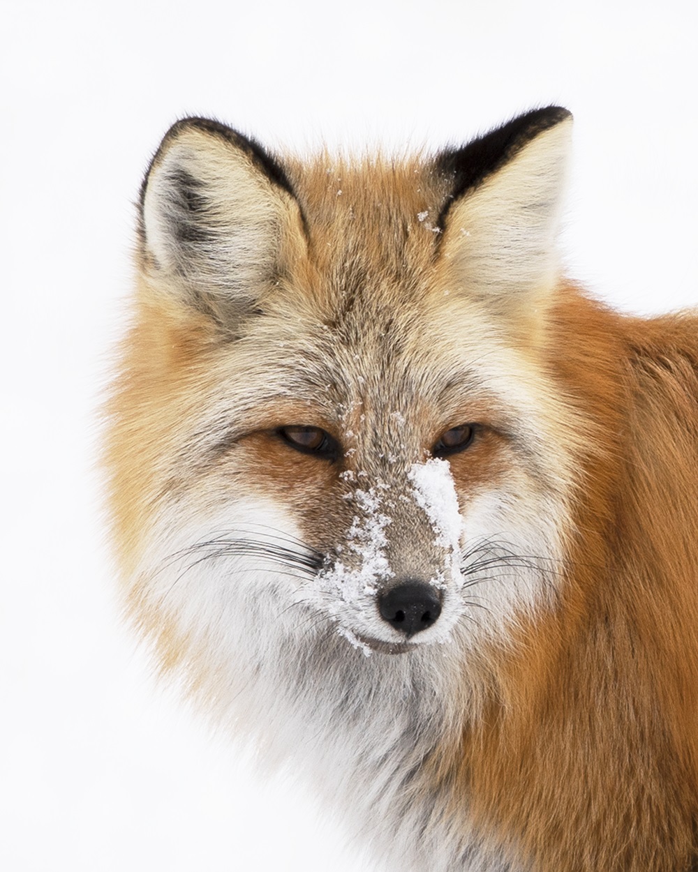 Red Fox_MCR-275_2X0A0636.tiff