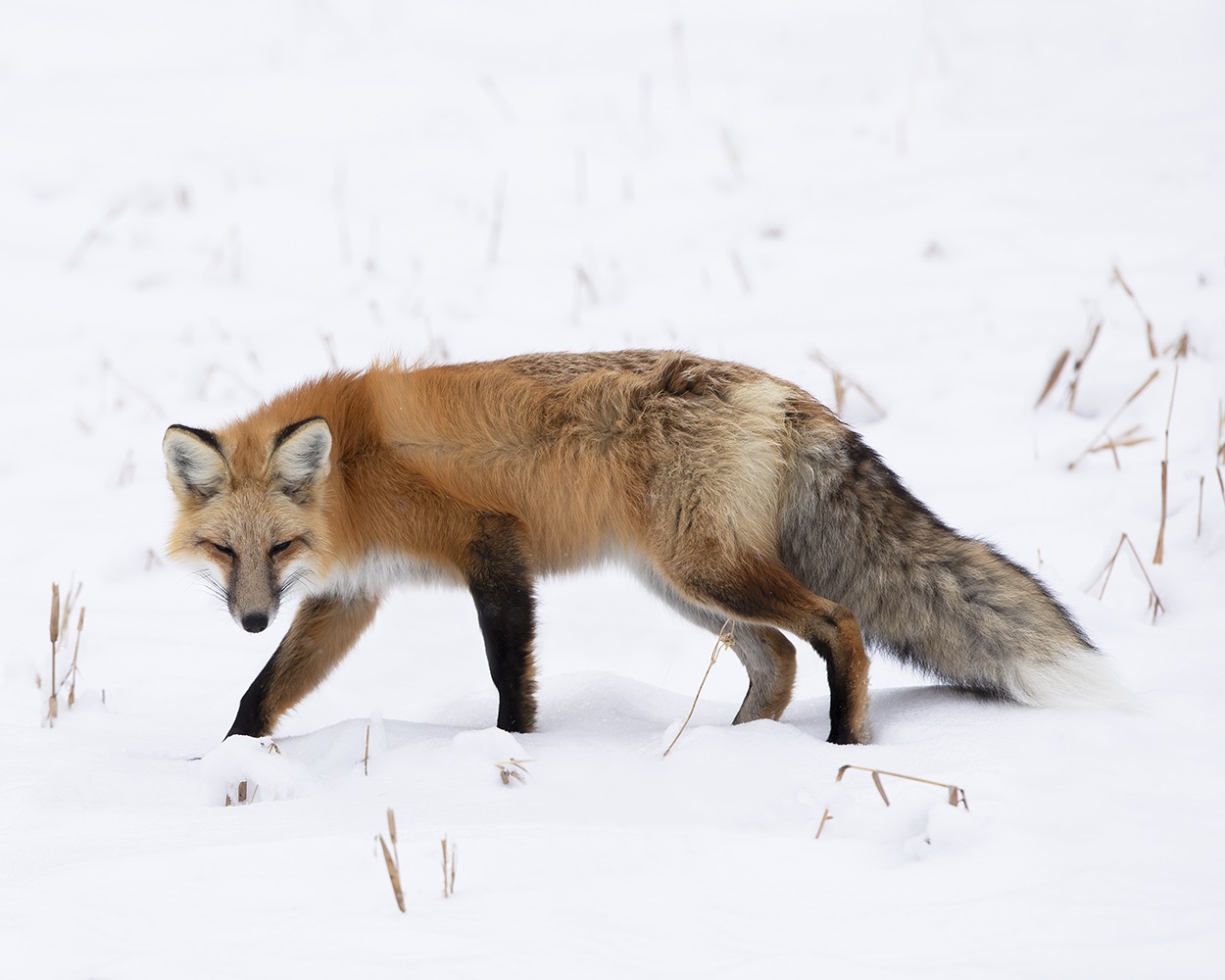 Red Fox_MCR-290_2X0A0407.tiff