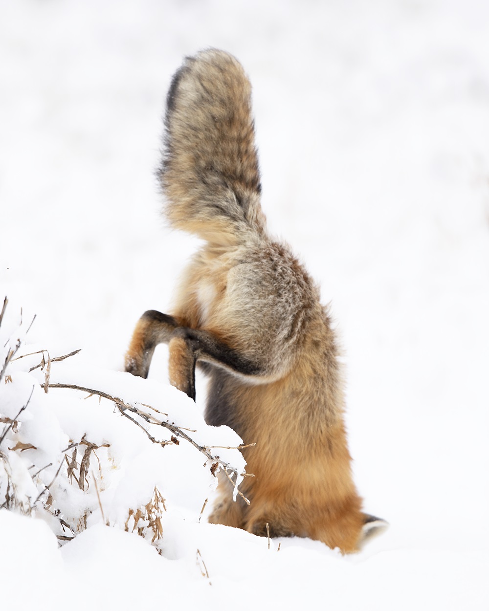 Red Fox_MCR-301_2X0A0522.tif