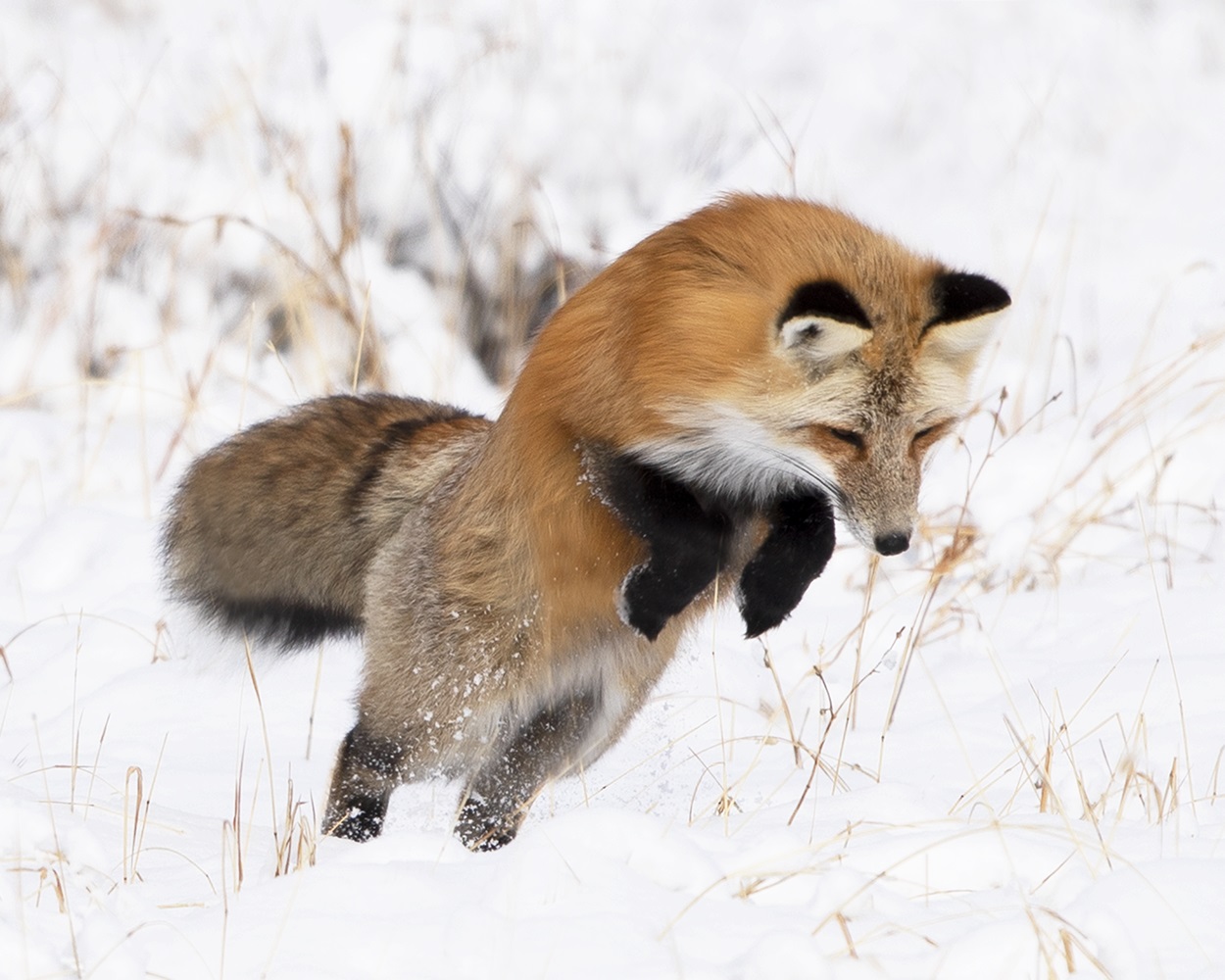 Red Fox_MCR-320_2X0A0779.tiff