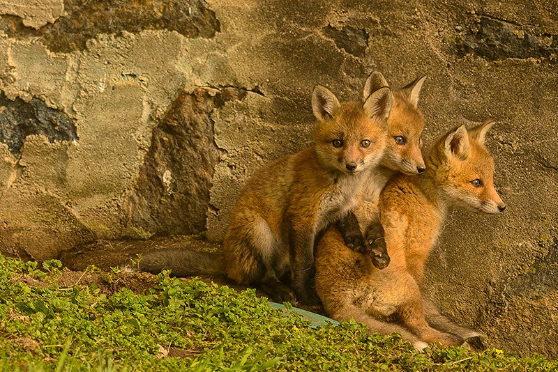 fox cubs.jim graham