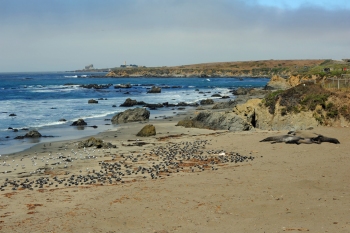 Day_7_Pacific_Coast_Elephant_Seals