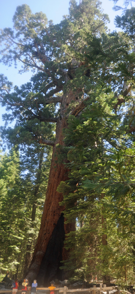 Day_9_Mariposa_Grove