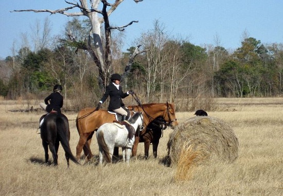 lowcountry.potty break